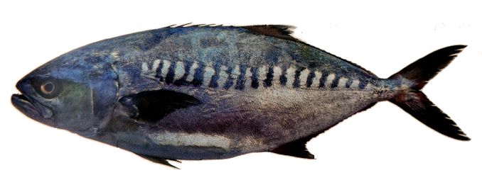 Campogramma glaycos_008